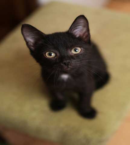 Отдам даром: Обаятельный котенок Честер 3мес. в дар