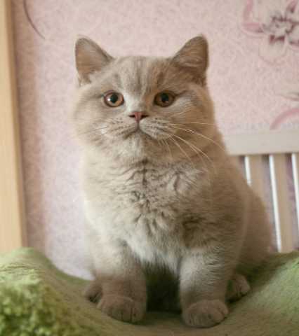 Продам: Питомник предлагает британских котят