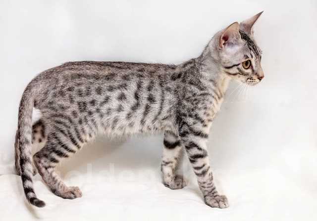 Продам: Котенок редкой породы - Саванна