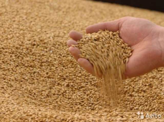 Продам: Пшеница