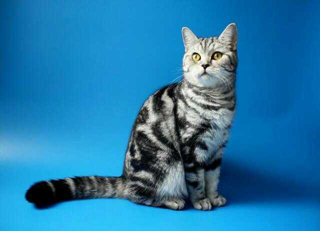 Порода кошек вискас. Шотландская кошка прямоухая. Шотландская кошка прямоухая короткошерстная вискас. Скоттиш страйт полосатый. Порода вискас скоттиш страйт.