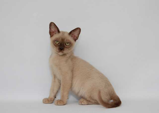 Продам: Бурманский шоколадный котик