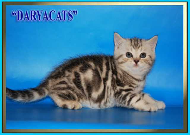 Продам: Шотландские котята серебристых окрасов 
