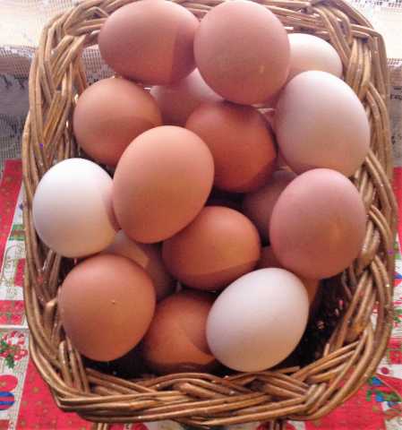 Продам: Куриные яйца