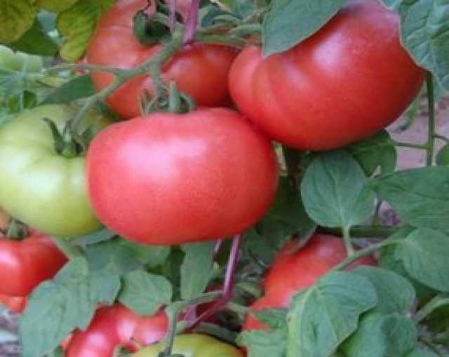 Продам: Розовые томаты, семена на скороспелка.рф
