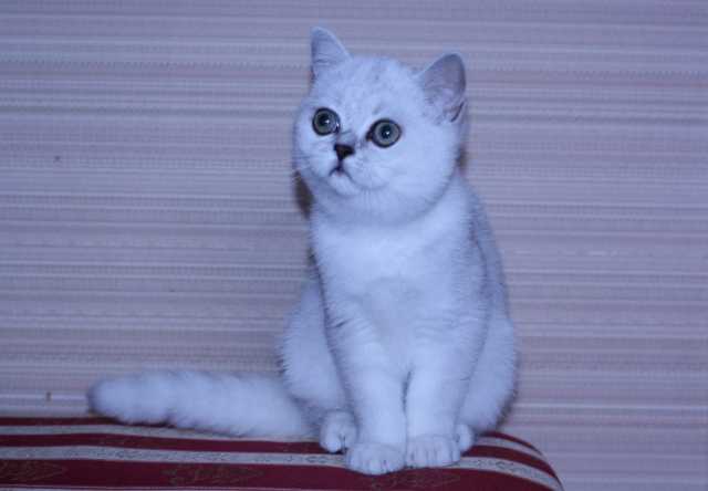 Продам: Серебристый котик