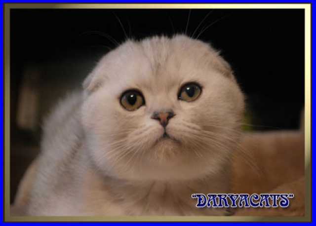 Продам: Шотландские котята мраморного окраса