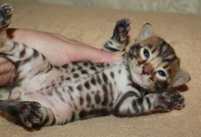 Продам: Леопардовые котята