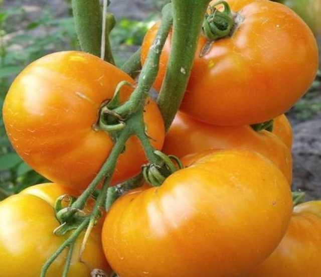 Продам: Жёлтые томаты, семена на скороспелка.рф