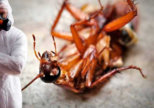 Предложение: Уничтожение клопов тараканов