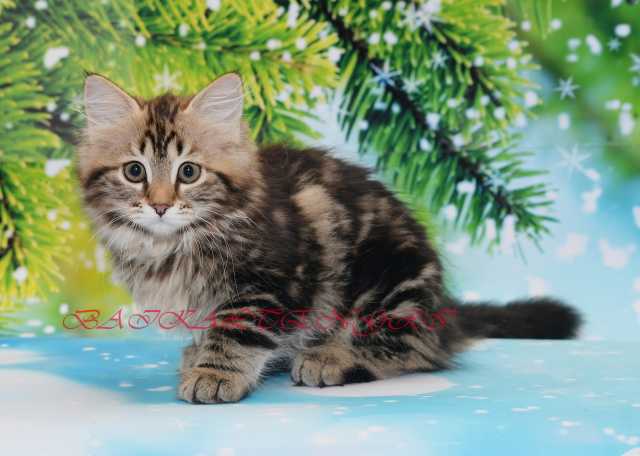 Продам: Сибирские котята из питомника 