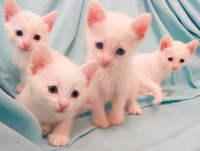 Продам: Белые котята с голубыми глазами