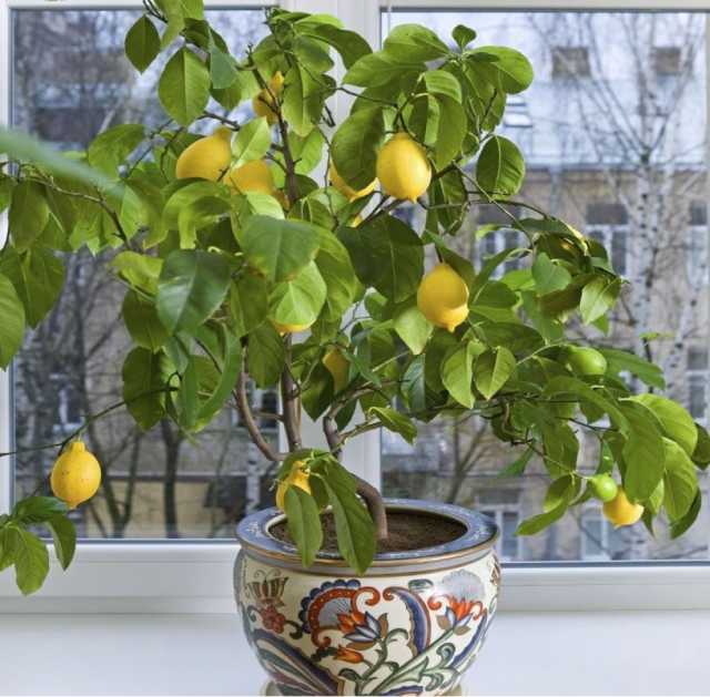 Продам: Павловский комнатный лимон