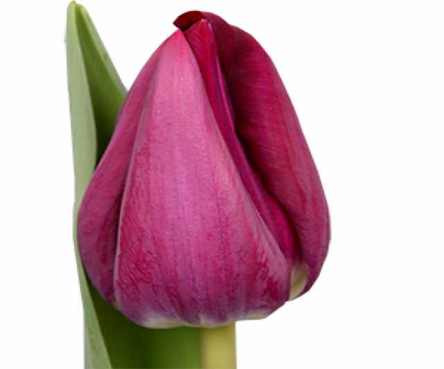 Продам: Голландские тюльпаны оптом от производит