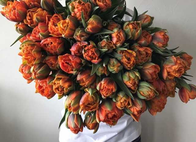 Продам: Голландские тюльпаны 8 марта
