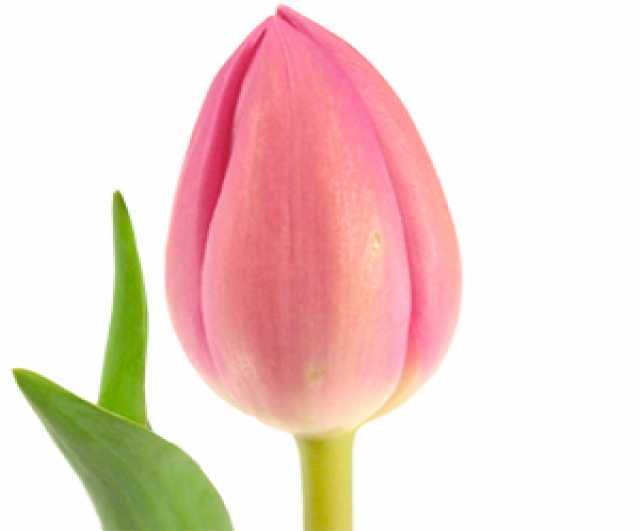 Продам: Голландские тюльпаны от производителя