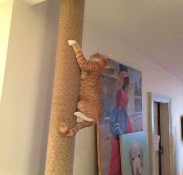 Предложение: Когтеточка для кошки до потолка»