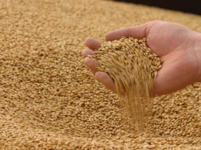 Продам: Продажа нута и пшеницы