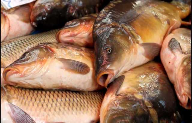 Продам: Рыба свежая и свежемороженая по привлека