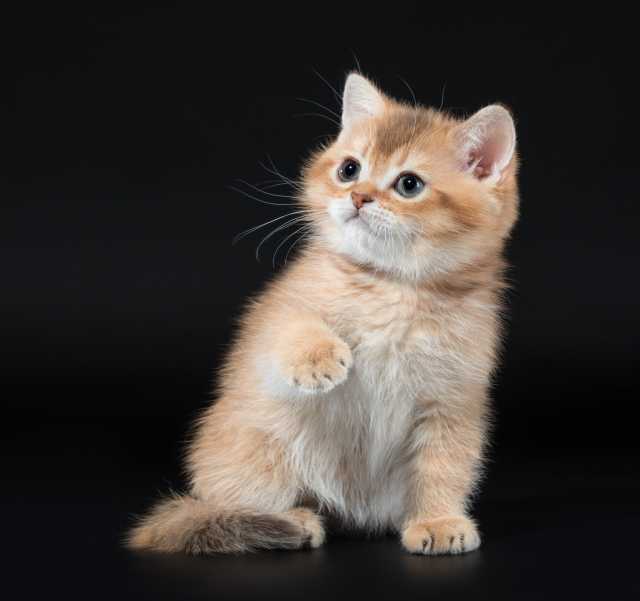 Продам: Продам котиков британских шиншилл