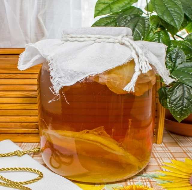 Продам: Чайный гриб Kombucha