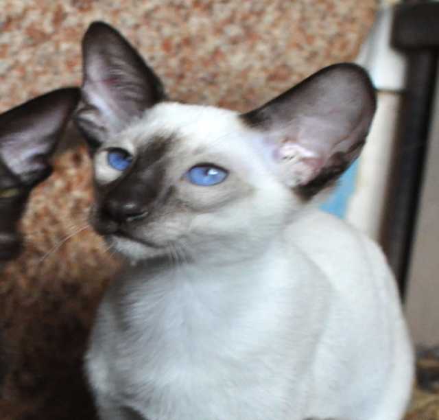 Продам: сиамский котенок современного типа, 5 ме