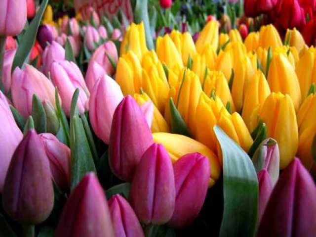 Продам: Голландские тюльпаны к 8 марта