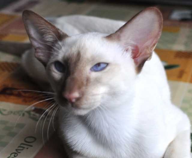 Продам: Сиамский котик редкого окраса