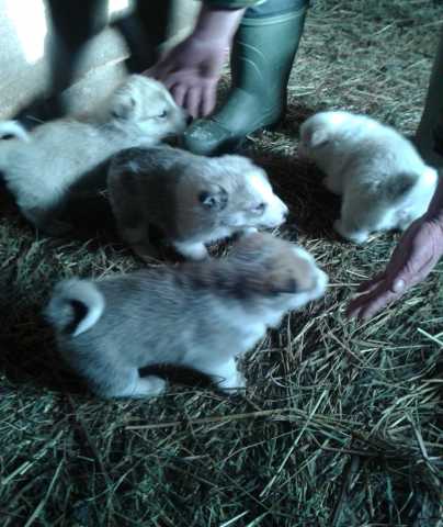 Продам: щенки западно-сибирской лайки
