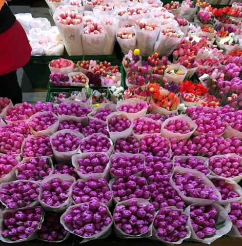 Продам: Тюльпаны к 8 марта 2018 Иркутск