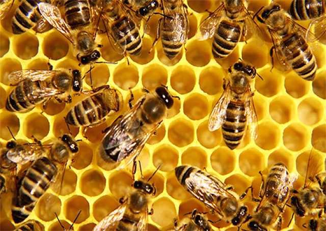 Продам: Пчёлы