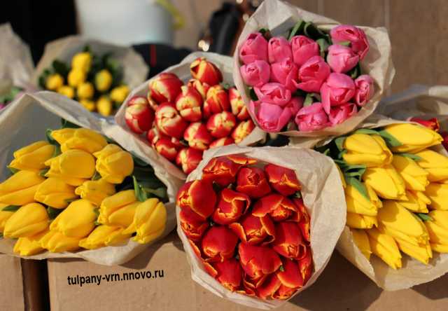 Продам: Тюльпаны оптом и в розницу к 8 марта