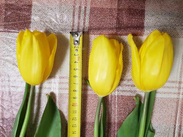Продам: Тюльпаны