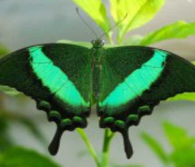 Продам: Живые тропические бабочки в Липецке