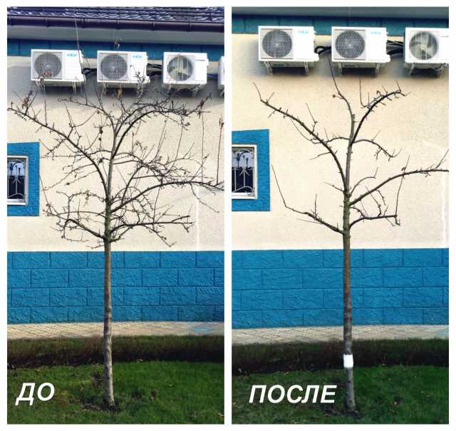 Предложение: Обрезка плодовых деревьев Пушкино