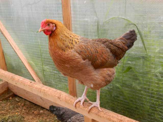 Продам: цыплята и инкубационные яйца
