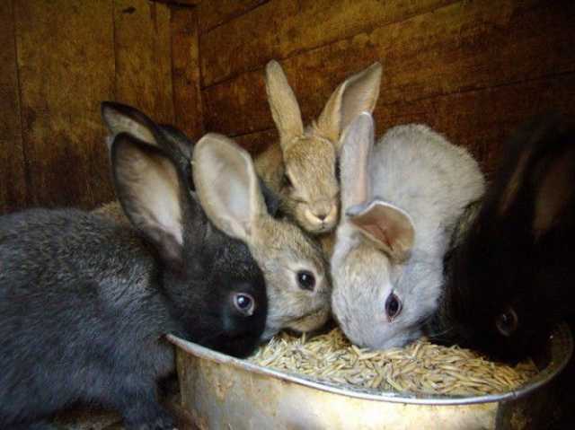 Продам: кролики живые на разведение