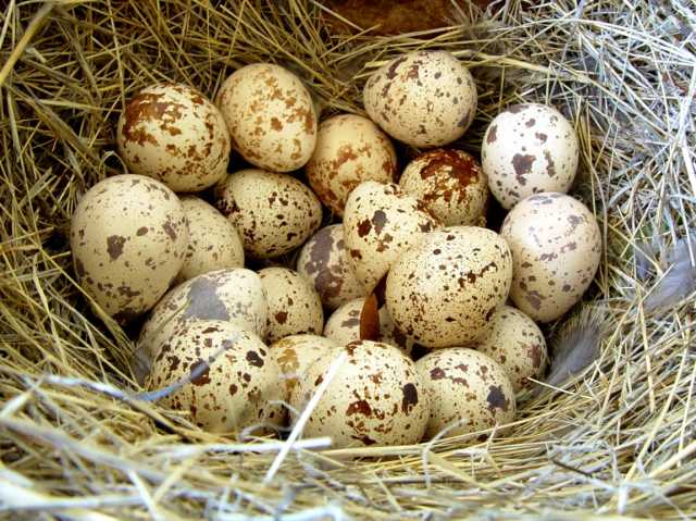 Продам: Инкубационное яйцо Техасского перепела