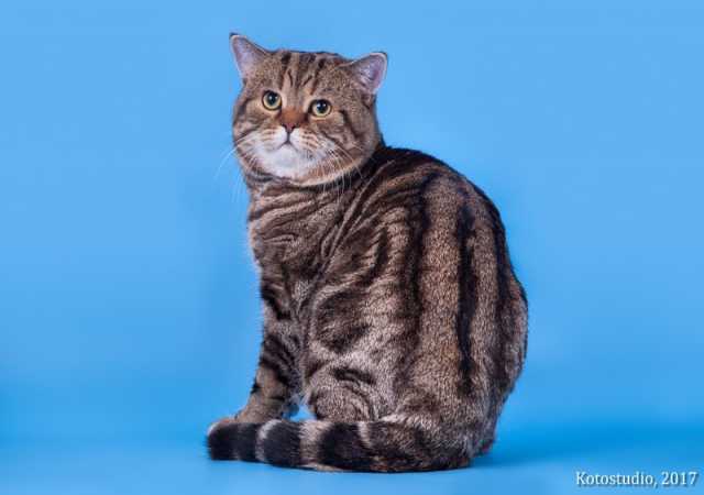 Продам: Британские котята 