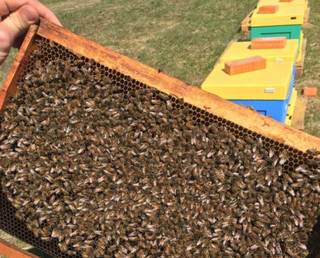 Продам: Пчелы породы "Карпатка"