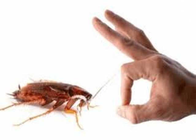 Предложение: Уничтожение тараканов в Самаре с гаранти