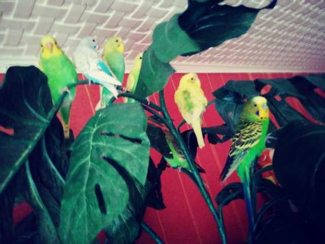 Продам: молодые птенцы волнистых попугаев 