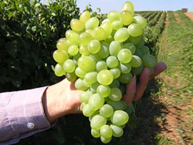 Продам: Саженцы винограда столовых сортов (подро