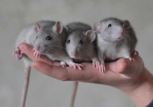Продам: Ручные крысята дамбо и стандарт от 1 мес