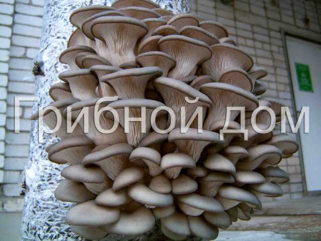 Продам: мицелий грибов вешенка, опенка, шампиньо