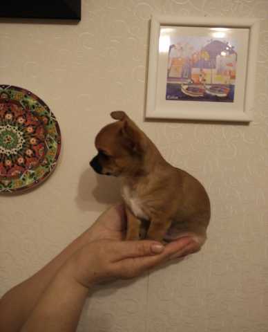Продам: щенок породы чихуахуа