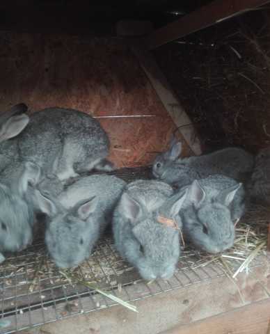 Продам: Кролики 
