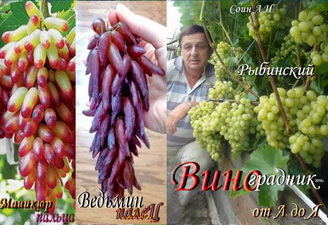 Продам:  пособие по выращиванию винограда