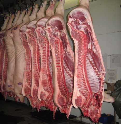 Продам: Свежее мясо свинины 