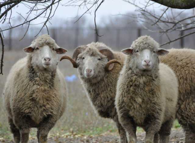 Продам: Козы,овцы